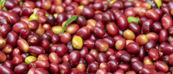 Our Approach to Sourcing Green Coffee