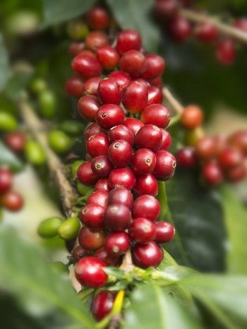 frutos de café o cerezos de café en la Finca Monteverde